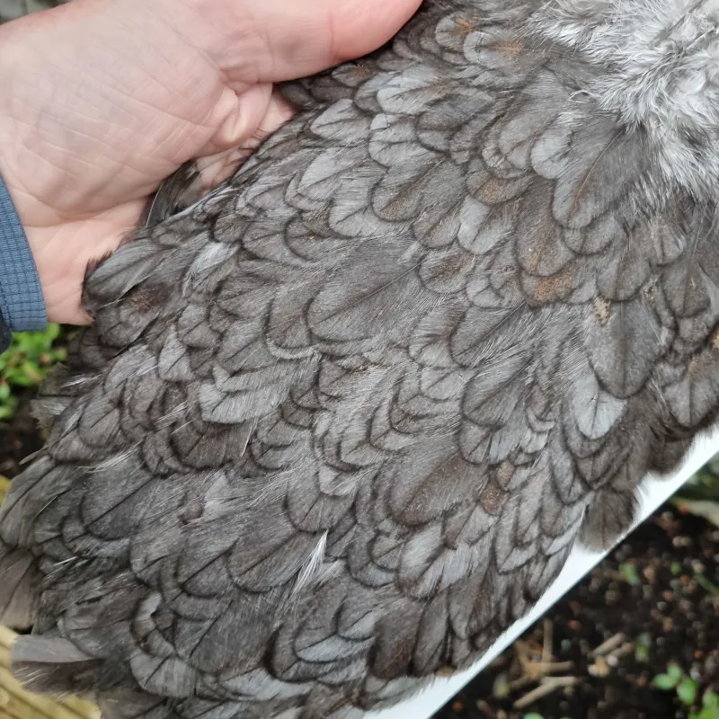 Whiting Coq de Leon Hen Saddle in Natural Dun-1